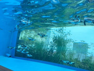 サンシャイン水族館に投稿された画像（2022/8/15）