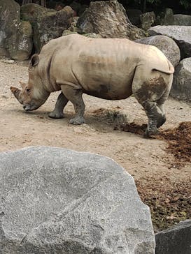 群馬サファリパークに投稿された画像（2022/8/15）