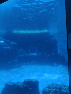 名古屋港水族館に投稿された画像（2022/8/15）