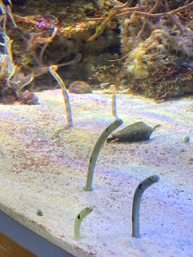 名古屋港水族館に投稿された画像（2022/8/15）