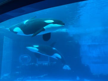 名古屋港水族館に投稿された画像（2022/8/15）