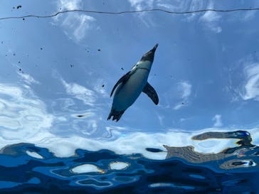 サンシャイン水族館に投稿された画像（2022/8/16）