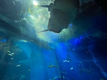 アクアワールド茨城県大洗水族館に投稿された画像（2022/8/16）