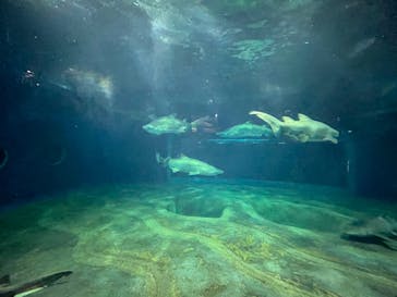 アクアワールド茨城県大洗水族館に投稿された画像（2022/8/16）