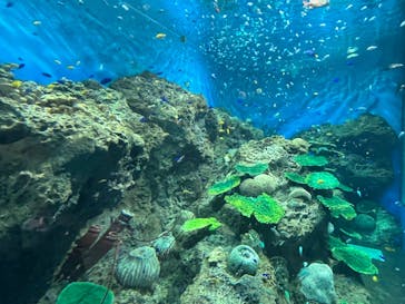 アクアワールド茨城県大洗水族館に投稿された画像（2022/8/16）
