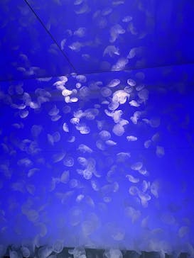 アクアワールド茨城県大洗水族館に投稿された画像（2022/8/16）