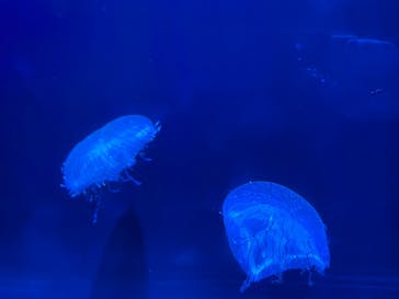 マリンワールド海の中道に投稿された画像（2022/8/16）