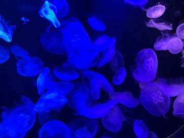 マリンワールド海の中道に投稿された画像（2022/8/16）