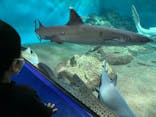 アクアワールド茨城県大洗水族館に投稿された画像（2022/8/16）