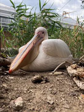 神戸どうぶつ王国に投稿された画像（2022/8/16）