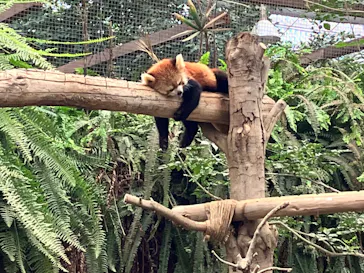 神戸どうぶつ王国に投稿された画像（2022/8/16）