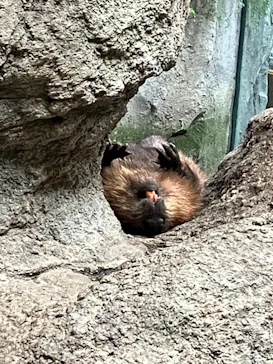 神戸どうぶつ王国に投稿された画像（2022/8/16）