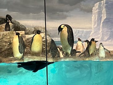 名古屋港水族館に投稿された画像（2022/8/16）