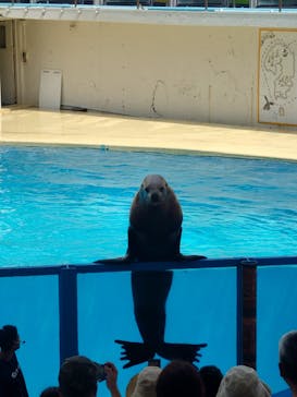 伊豆・三津シーパラダイスに投稿された画像（2022/8/16）