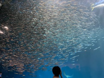 名古屋港水族館に投稿された画像（2022/8/16）
