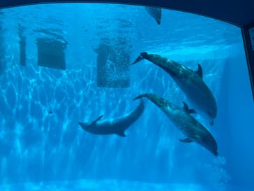 名古屋港水族館に投稿された画像（2022/8/16）