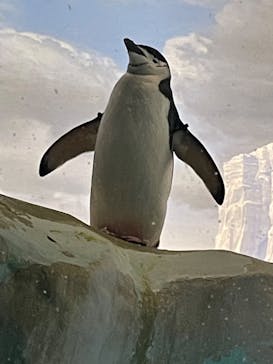 名古屋港水族館に投稿された画像（2022/8/16）