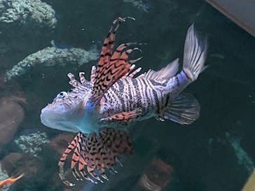 名古屋港水族館に投稿された画像（2022/8/16）