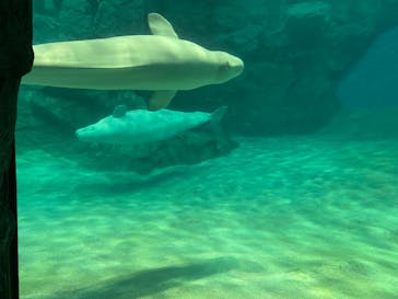 名古屋港水族館に投稿された画像（2022/8/16）
