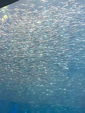 名古屋港水族館に投稿された画像（2022/8/16）