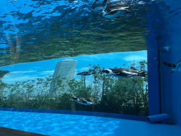 サンシャイン水族館に投稿された画像（2022/8/16）
