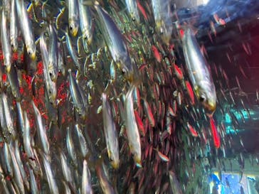 アクアワールド茨城県大洗水族館に投稿された画像（2022/8/16）