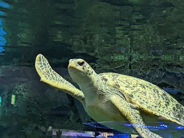 名古屋港水族館に投稿された画像（2022/8/16）