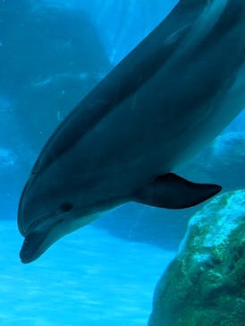 名古屋港水族館に投稿された画像（2022/8/16）