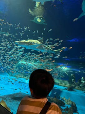 島根県立 しまね海洋館に投稿された画像（2022/8/16）