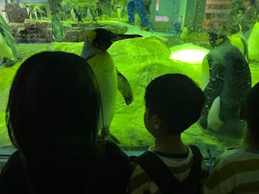 島根県立 しまね海洋館に投稿された画像（2022/8/16）