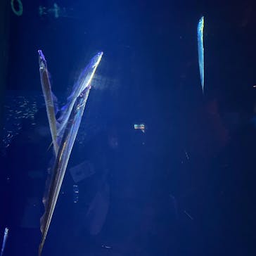 大分マリーンパレス水族館 「うみたまご」に投稿された画像（2022/8/16）