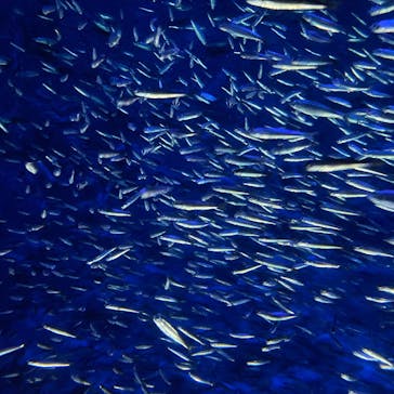 大分マリーンパレス水族館 「うみたまご」に投稿された画像（2022/8/16）