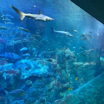 大分マリーンパレス水族館 「うみたまご」に投稿された画像（2022/8/16）