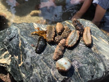 環境水族館アクアマリンふくしまに投稿された画像（2022/8/16）