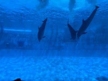 名古屋港水族館に投稿された画像（2022/8/16）
