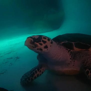 マリンワールド海の中道に投稿された画像（2022/8/16）