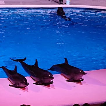 マリンワールド海の中道に投稿された画像（2022/8/16）