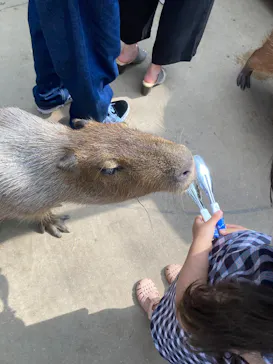 神戸どうぶつ王国に投稿された画像（2022/8/16）