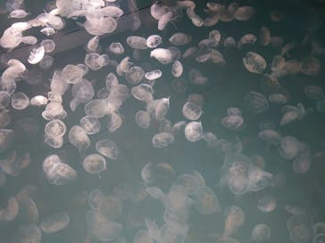 アクアワールド茨城県大洗水族館に投稿された画像（2022/8/16）