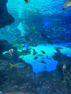 サンシャイン水族館に投稿された画像（2022/8/16）