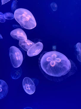 大分マリーンパレス水族館 「うみたまご」に投稿された画像（2022/8/16）