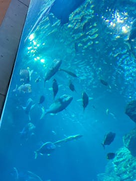 大分マリーンパレス水族館 「うみたまご」に投稿された画像（2022/8/16）