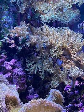 大分マリーンパレス水族館 「うみたまご」に投稿された画像（2022/8/16）