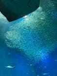 アクアワールド茨城県大洗水族館に投稿された画像（2022/8/16）
