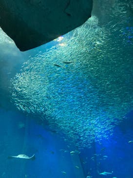 アクアワールド茨城県大洗水族館に投稿された画像（2022/8/16）