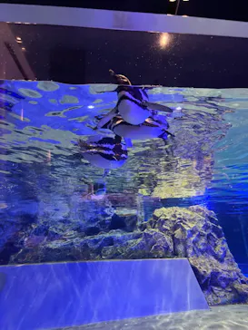 すみだ水族館に投稿された画像（2022/8/16）