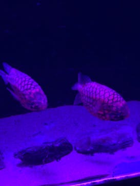 伊豆・三津シーパラダイスに投稿された画像（2022/8/16）