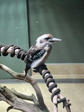 カワスイ 川崎⽔族館に投稿された画像（2022/8/16）