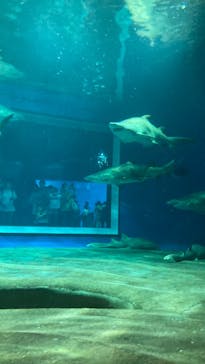 アクアワールド茨城県大洗水族館に投稿された画像（2022/8/16）