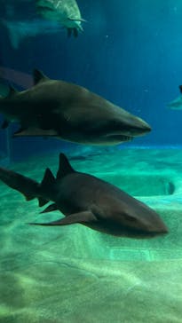 アクアワールド茨城県大洗水族館に投稿された画像（2022/8/16）